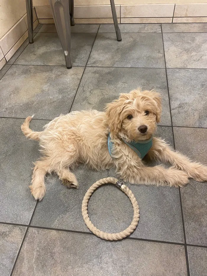 Higley Groves Animal Hospital 9