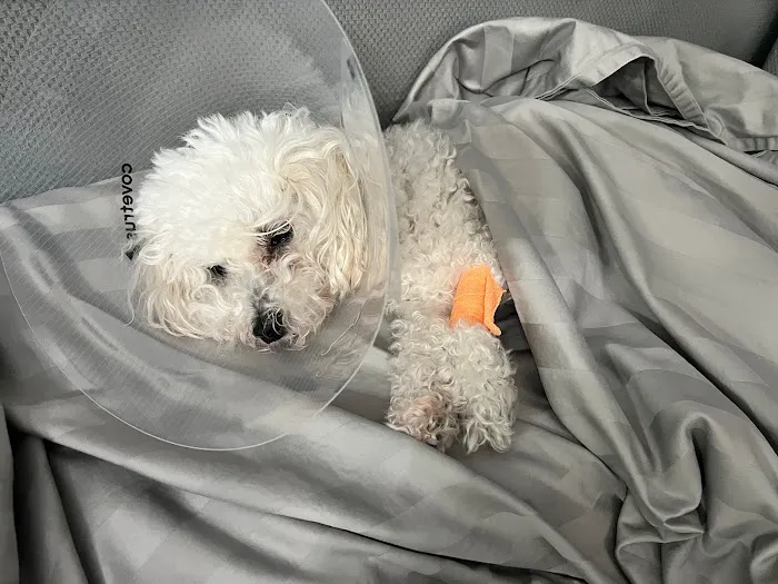 Higley Groves Animal Hospital 4