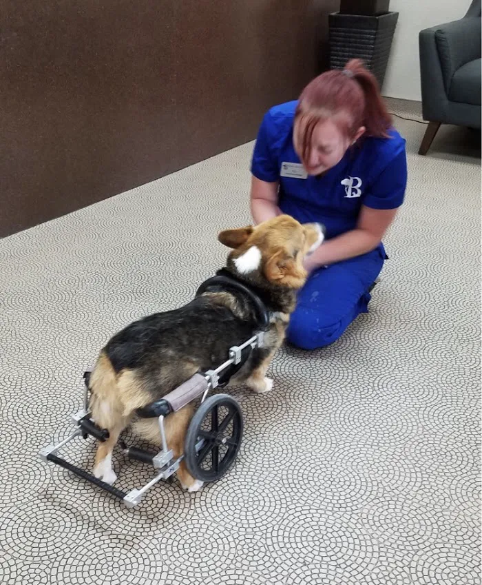 Bark Avenue Animal Hospital 1
