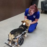 Bark Avenue Animal Hospital ico