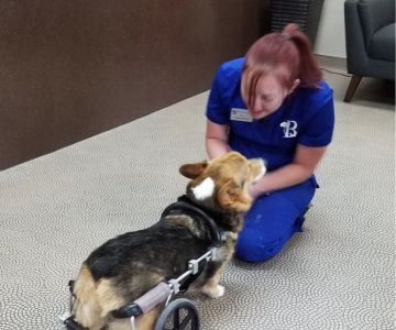 Bark Avenue Animal Hospital
