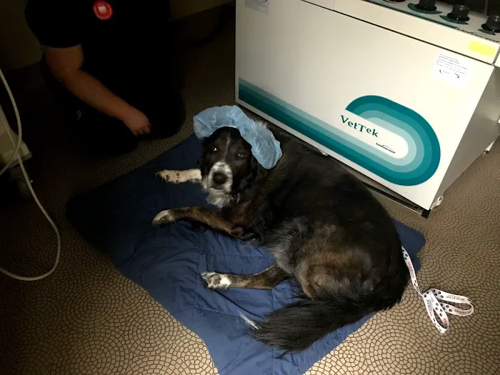 Bark Avenue Animal Hospital 3