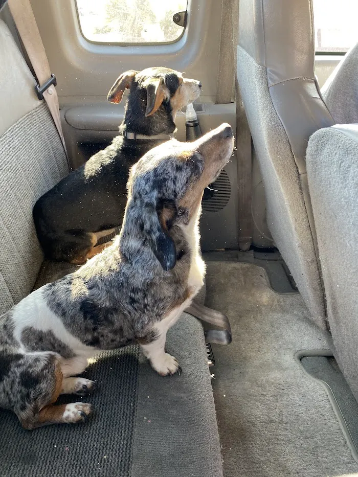 Bark Avenue Animal Hospital 6