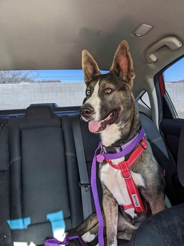 Arizona Humane Society Veterinary Clinic at South Mountain Campus 7