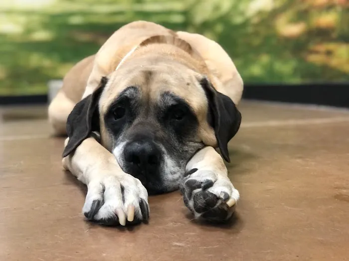Arizona Humane Society Veterinary Clinic at South Mountain Campus 8