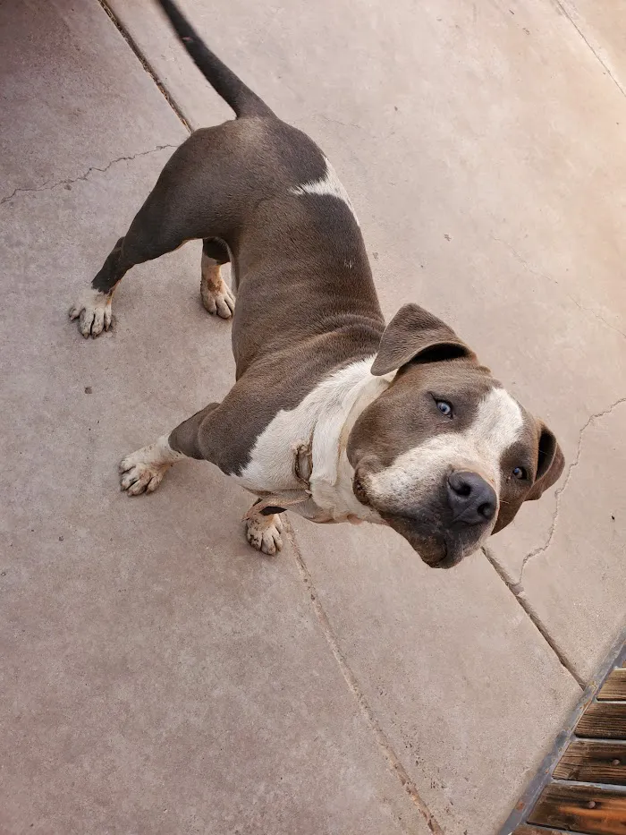 Arizona Humane Society Veterinary Clinic at South Mountain Campus 10