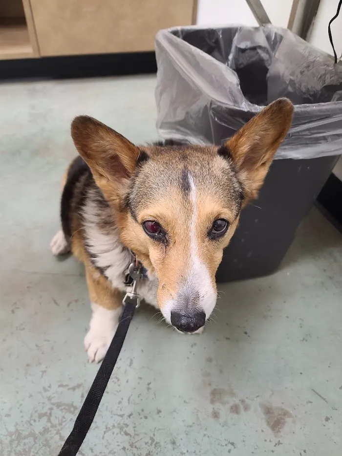 Arizona Humane Society Veterinary Clinic at South Mountain Campus 4