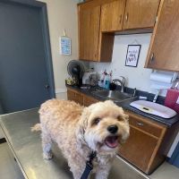 Glenfair Veterinary Hospital ico
