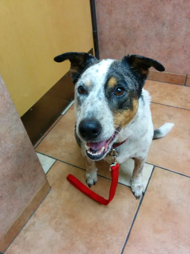 Palm Glen Animal Hospital 4