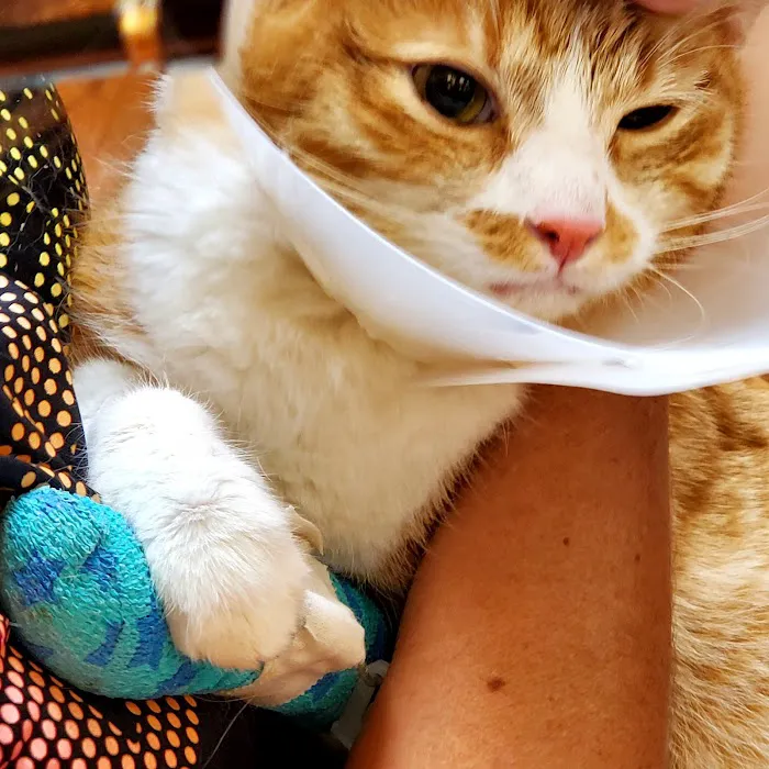 Palm Glen Animal Hospital 3