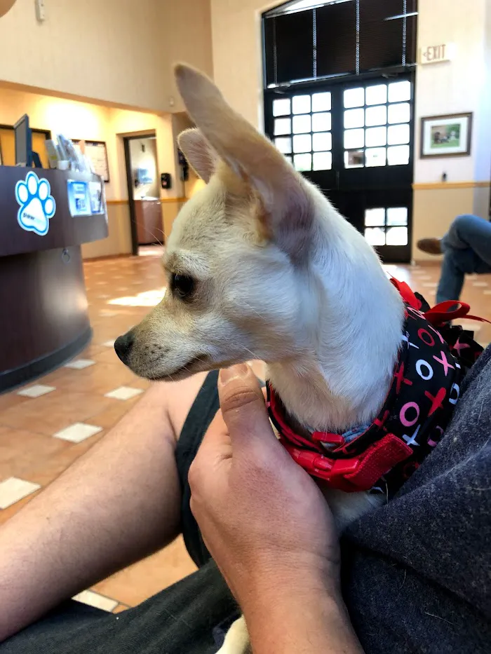 Palm Glen Animal Hospital 7