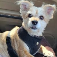 Palm Glen Animal Hospital ico