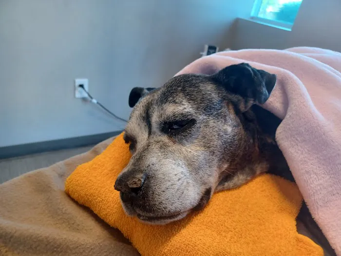 Palm Glen Animal Hospital 10