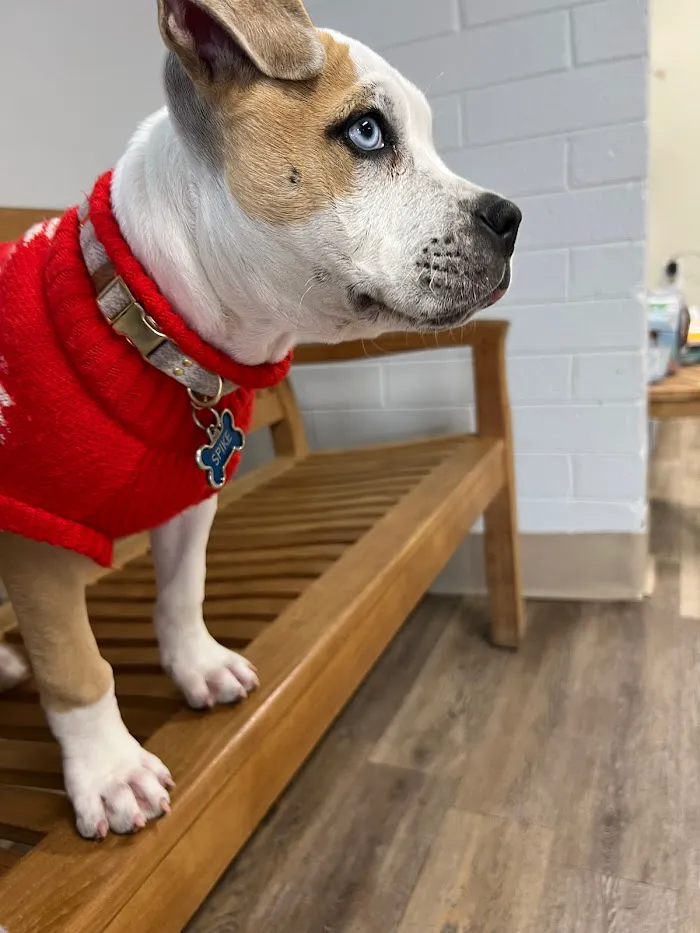 Sun Valley Hope Animal Hospital 7