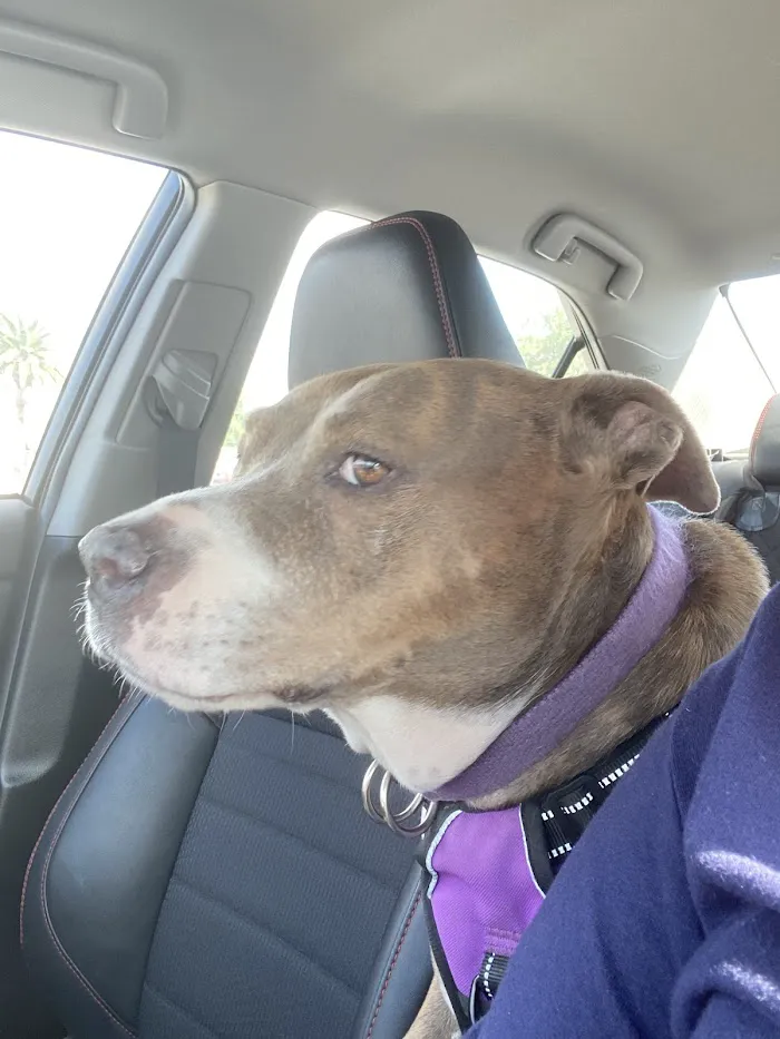 Sun Valley Hope Animal Hospital 6