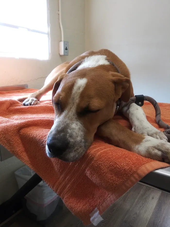 Sun Valley Hope Animal Hospital 3