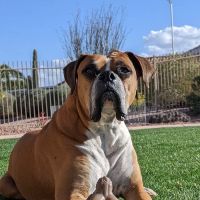 Sun Valley Hope Animal Hospital ico