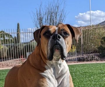 Sun Valley Hope Animal Hospital