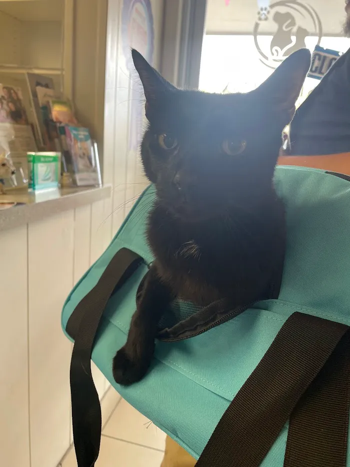 West Phoenix Veterinary Hospital 7
