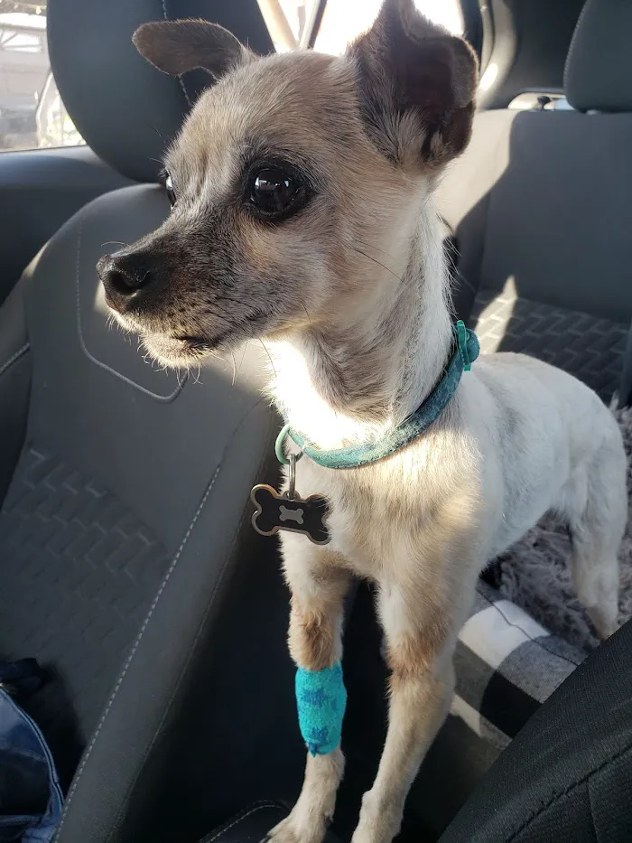West Phoenix Veterinary Hospital 5