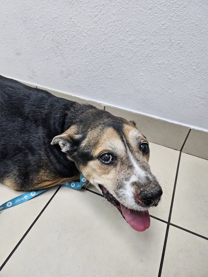 West Phoenix Veterinary Hospital 8