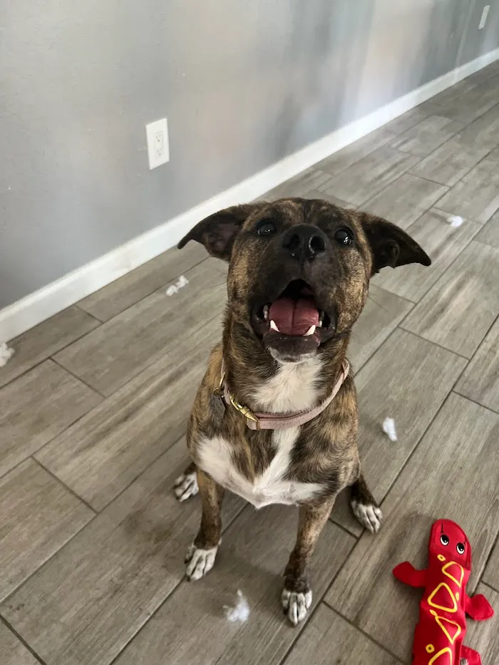 West Phoenix Veterinary Hospital 1
