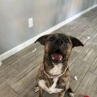 West Phoenix Veterinary Hospital ico