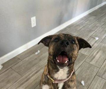 West Phoenix Veterinary Hospital