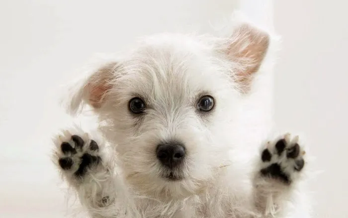 Laveen Veterinary Center 2
