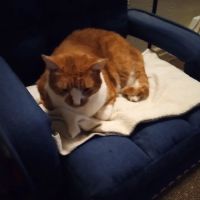 Van Aken Pet Hospital ico
