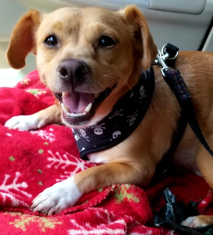 Banfield Pet Hospital 1