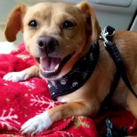 Banfield Pet Hospital ico