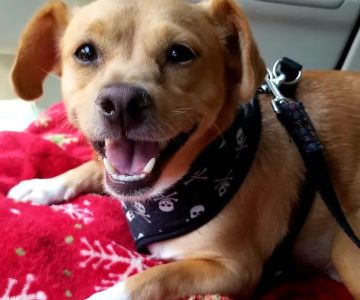 Banfield Pet Hospital