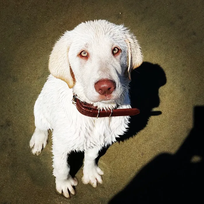 Banfield Pet Hospital 9