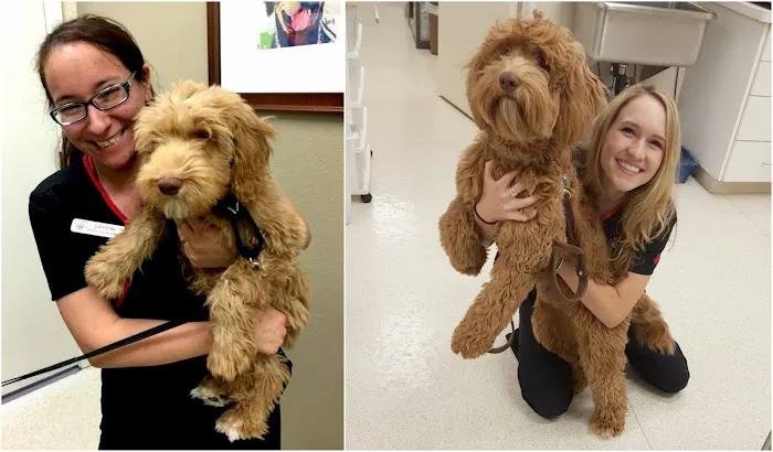 Animal Clinic Del Rancho, A Thrive Pet Healthcare Partner 2
