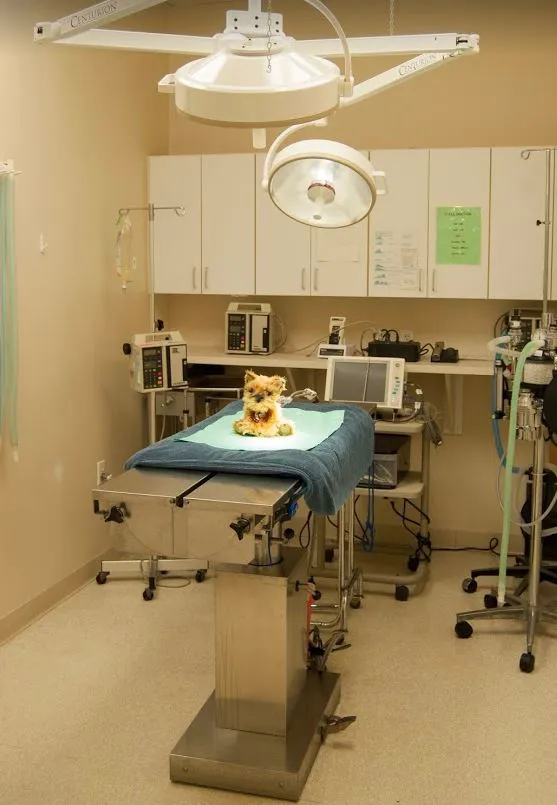 Animal Clinic Del Rancho, A Thrive Pet Healthcare Partner 7