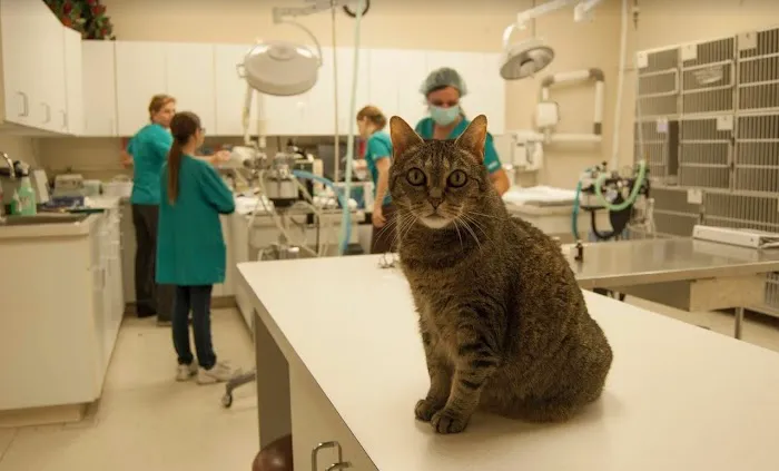 Animal Clinic Del Rancho, A Thrive Pet Healthcare Partner 8