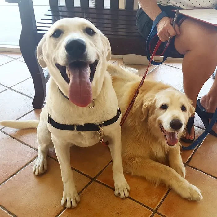 Animal Clinic Del Rancho, A Thrive Pet Healthcare Partner 10
