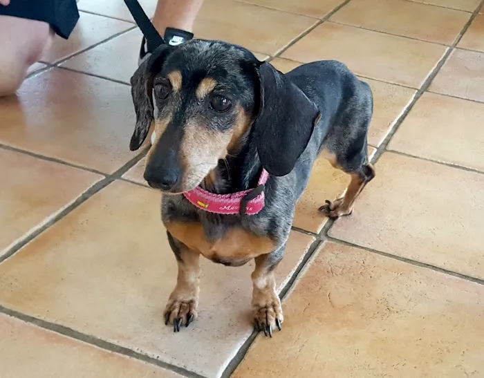 Animal Clinic Del Rancho, A Thrive Pet Healthcare Partner 9