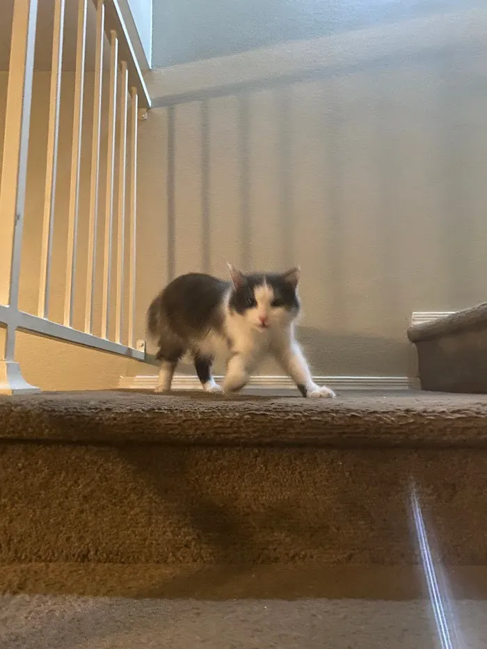 The Scaredy Cat Hospital 12