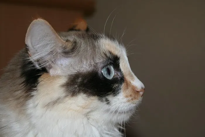 The Scaredy Cat Hospital 12