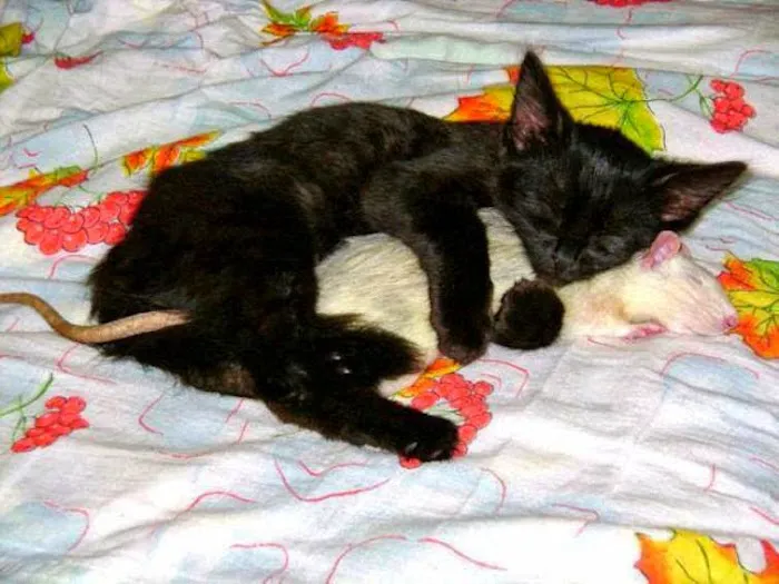 The Scaredy Cat Hospital 12