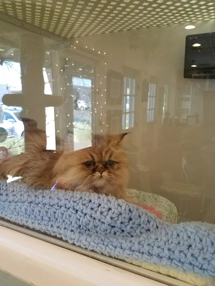 The Scaredy Cat Hospital 12