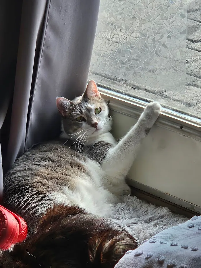 The Scaredy Cat Hospital 12
