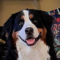 Banfield Pet Hospital ico