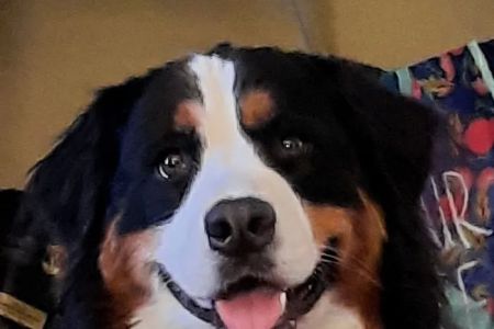 Banfield Pet Hospital