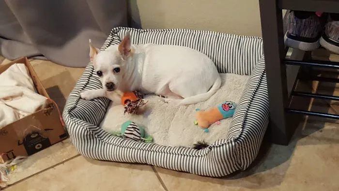 Banfield Pet Hospital 12