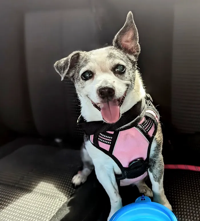 Veterinary Neurological Center 12
