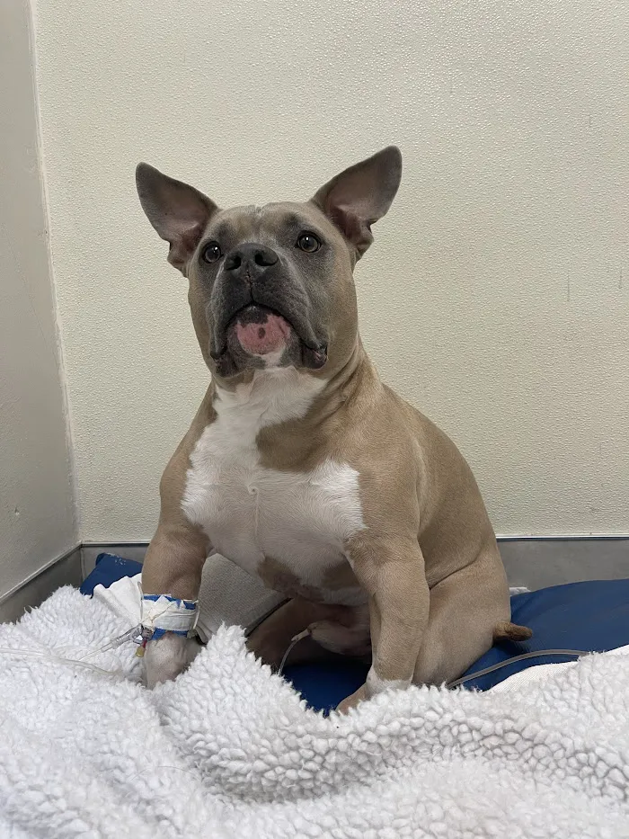 Veterinary Neurological Center 12