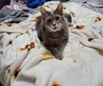 All About Restful Pets